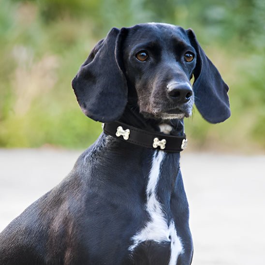 Collier pour Chien | Clouté en os - Joyeux chien