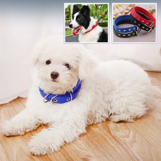 Collier pour chien | CollarPaw - Joyeux chien