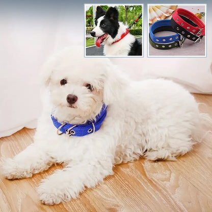 Collier pour chien | CollarPaw - Joyeux chien