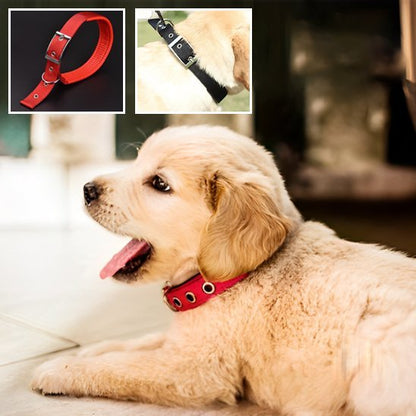 Collier pour chien | CollarPaw - Joyeux chien