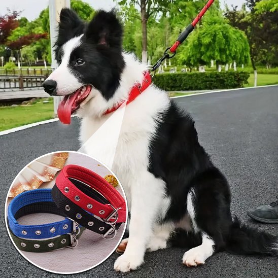 Collier pour chien | CollarPaw - Joyeux chien