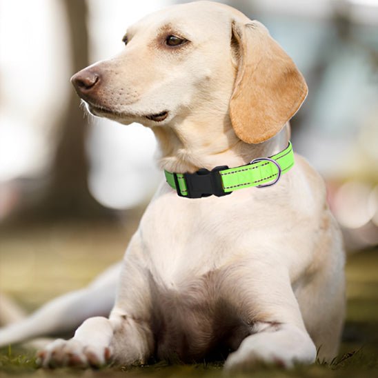 Collier pour chien - GlowGo™ - Joyeux chien