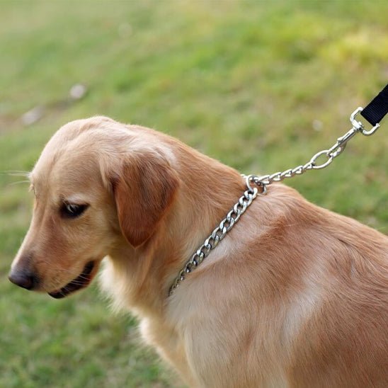 Collier pour chien | UrbanSteel™ - Joyeux chien