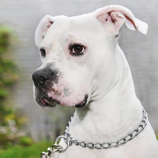 Collier pour chien | UrbanSteel™ - Joyeux chien