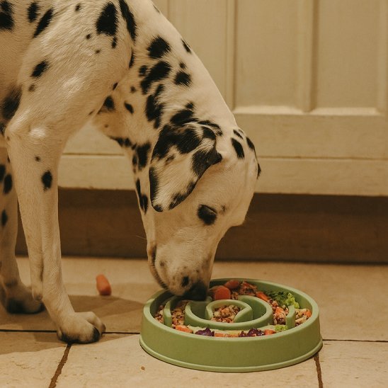 Gamelle anti glouton chien | Croc & Roll™ - Joyeux chien
