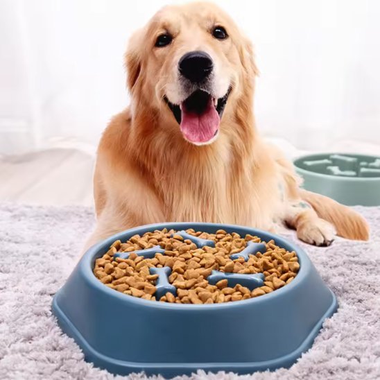 Gamelle anti glouton chien | SlowFood™ - Joyeux chien