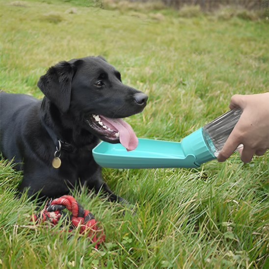 Gourde chien | CoolDog™ - Joyeux chien