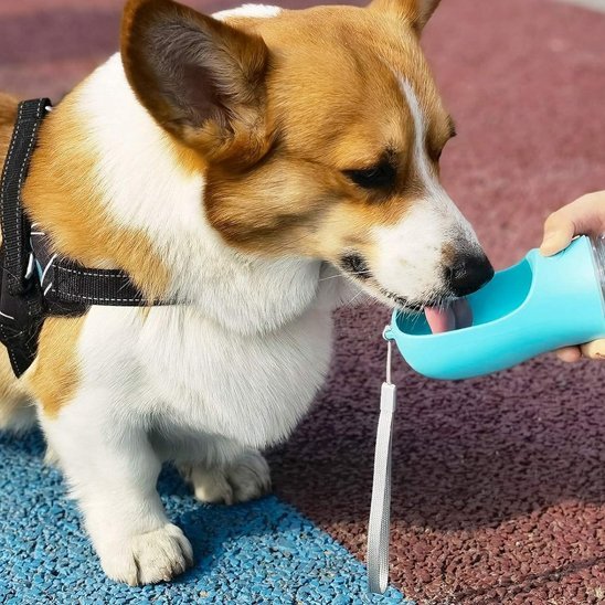 Gourde pour chien | PurePaw™ - Joyeux chien