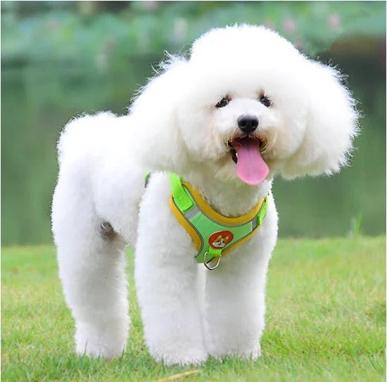 Harnais Anti Traction Chien | ZenPaw™ - Joyeux chien