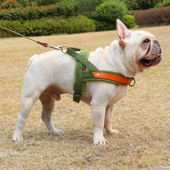 Harnais chien anti traction | StopTrax™ - Joyeux chien