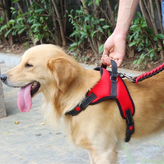 Harnais pour chien Anti - traction | ORFÉO - Joyeux chien