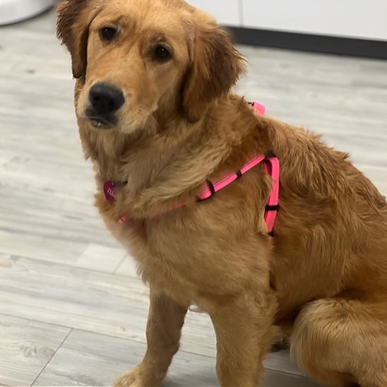 Harnais pour chien | LumiPaw™ - Joyeux chien