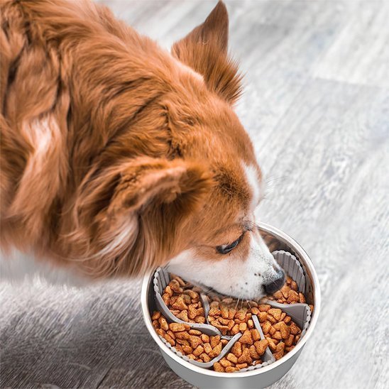Insert de gamelle anti glouton chien | Digestion optimale - Joyeux chien