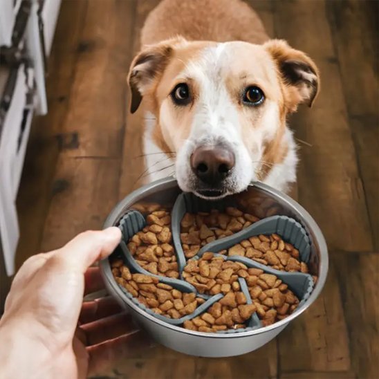 Insert de gamelle anti glouton chien | Digestion optimale - Joyeux chien