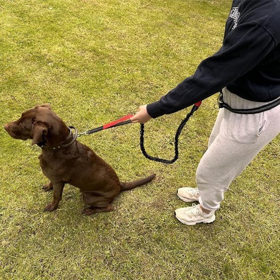 Laisse canicross | SwagDog™ - Joyeux chien