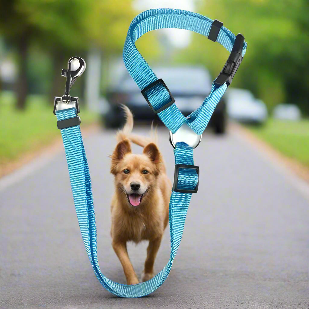 Laisse chien de voiture bleu ciel