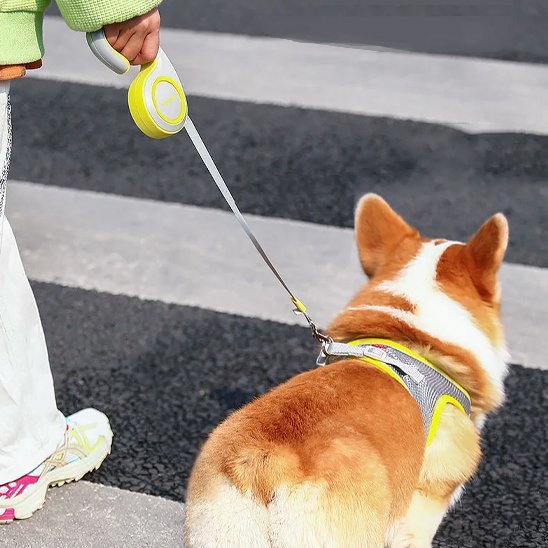 Laisse enrouleur | RollBark™ - Joyeux chien