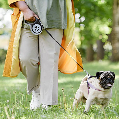 laisse pour chien Petdog assurance controle 