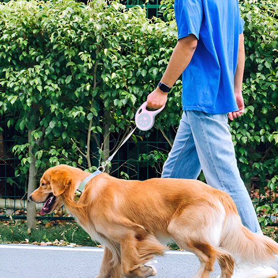 laisse pour chien Petdog variant rose 