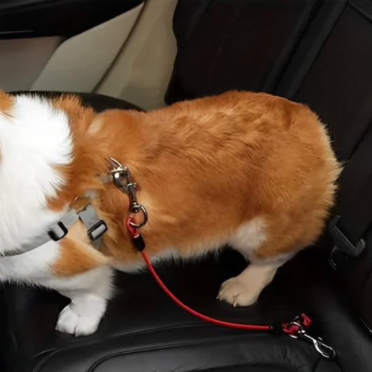 Laisse pour chien | Canilink™ - Joyeux chien