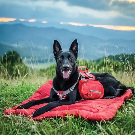 Lit de camp pour chien | RandoPaw™ - Joyeux chien