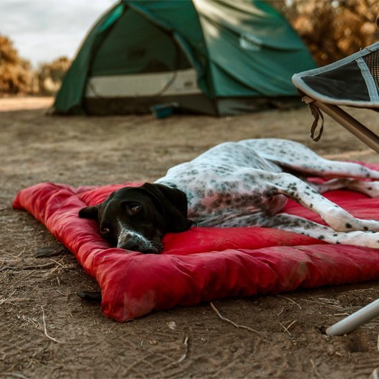 Lit de camp pour chien | RandoPaw™ - Joyeux chien