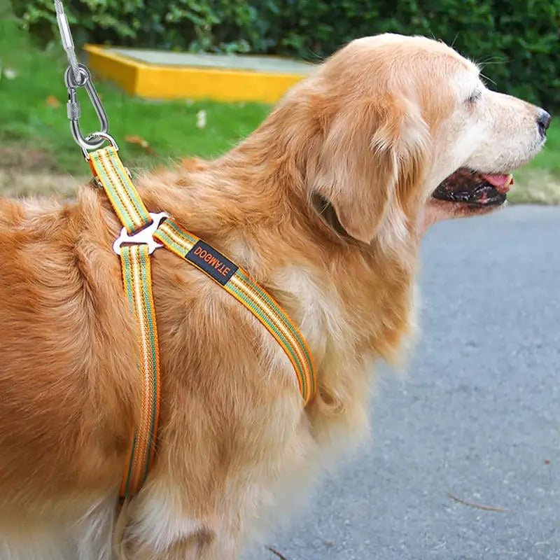 Longe pour chien - Câble d'attache anti fugue - Joyeux chien