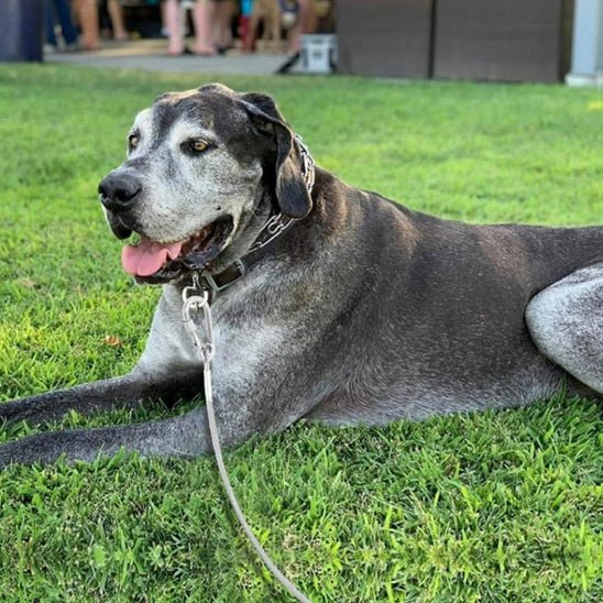 Longe pour chien - Câble d'attache anti fugue - Joyeux chien