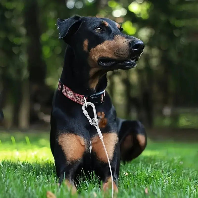 Longe pour chien - Câble d'attache anti fugue - Joyeux chien