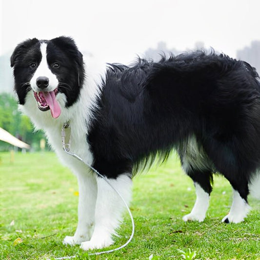 Longe pour chien - Câble d'attache anti fugue - Joyeux chien