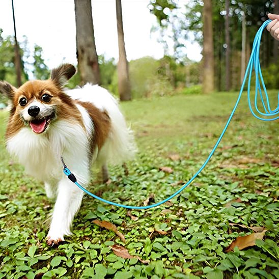 Longe pour chien en nylon poignée rembourrée - Joyeux chien