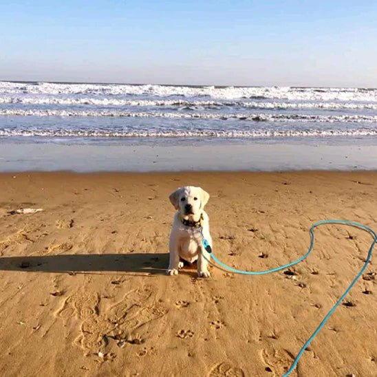Longe pour chien en nylon poignée rembourrée - Joyeux chien