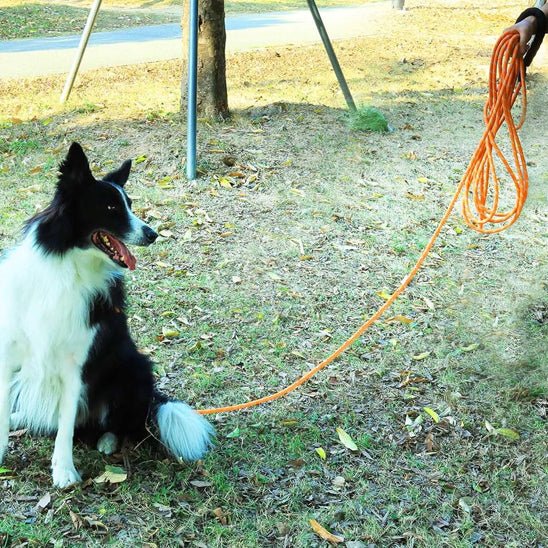 Longe pour chien en nylon poignée rembourrée - Joyeux chien