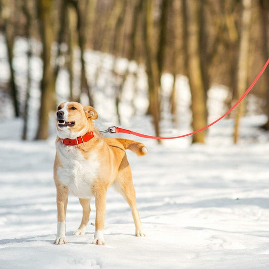 Longe pour chien imperméable en PVC | LibertyLeash™ - Joyeux chien