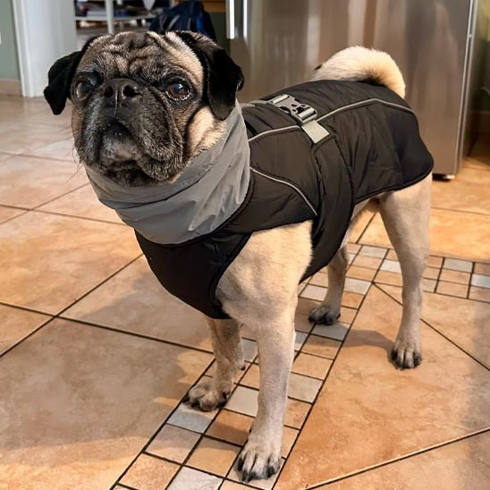 Manteau pour chien Veste d'hiver de luxe noir - Joyeux chien