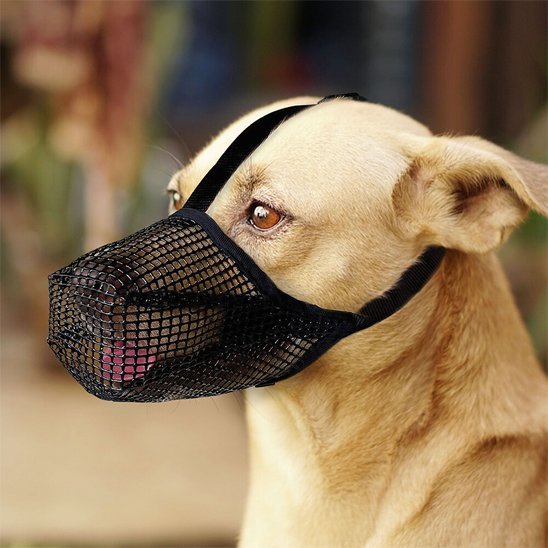 Muselière chien | Canixo™ - Joyeux chien