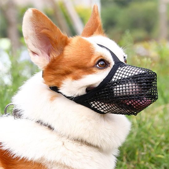 Muselière chien | Canixo™ - Joyeux chien