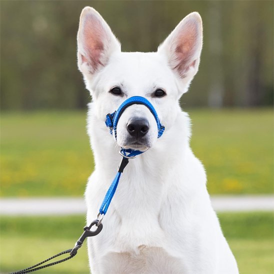 Muselière chien | PureDog™ - Joyeux chien