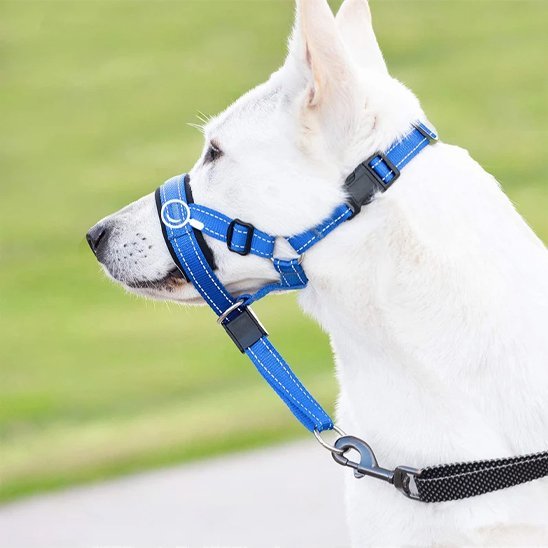 Muselière chien | PureDog™ - Joyeux chien