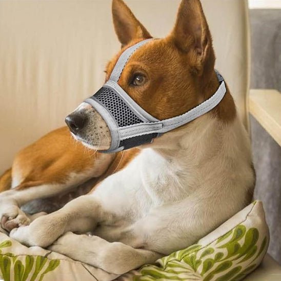 Muselière pour chien | Muzzlo™ - Joyeux chien