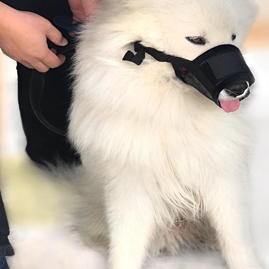 Muselière pour chien | Pawly™ - Joyeux chien