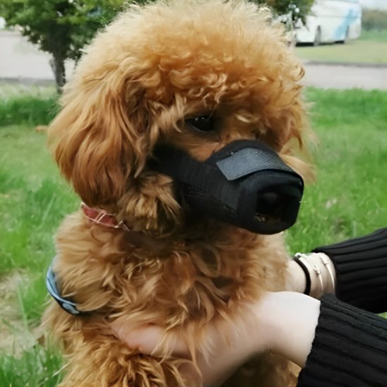 Muselière pour chien | Pawly™ - Joyeux chien