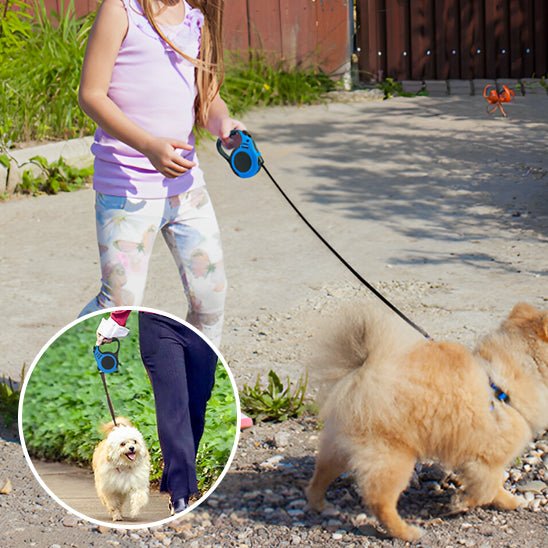promenade sans stress avec laisse pour chien