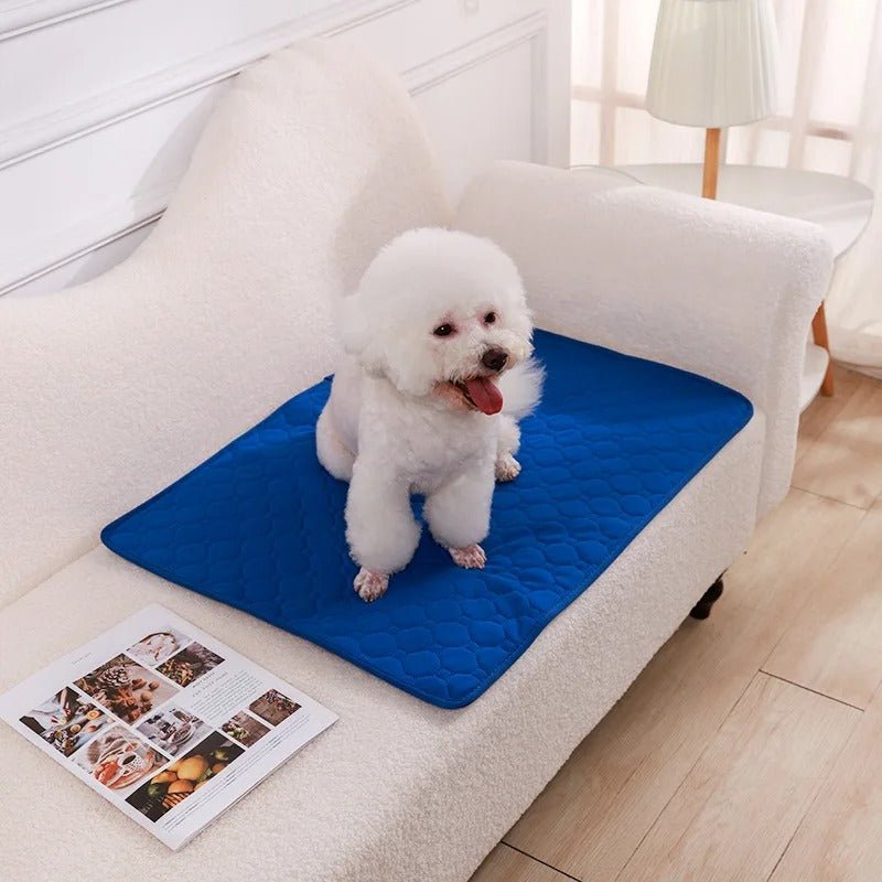 Tapis absorbant chien | EcoPaws™ - Joyeux chien