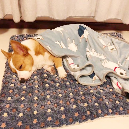 Tapis pour chien | EcoPaws™ : Ultra - doux et lavable - Joyeux chien